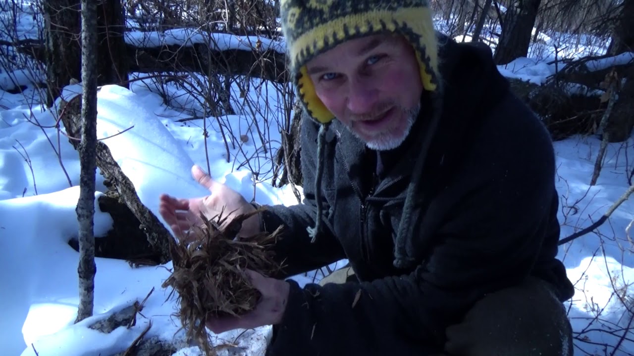 Gathering Tinder Bundles for Fire Starting