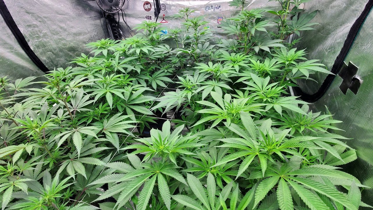 Gaia Green feeding Autopots 