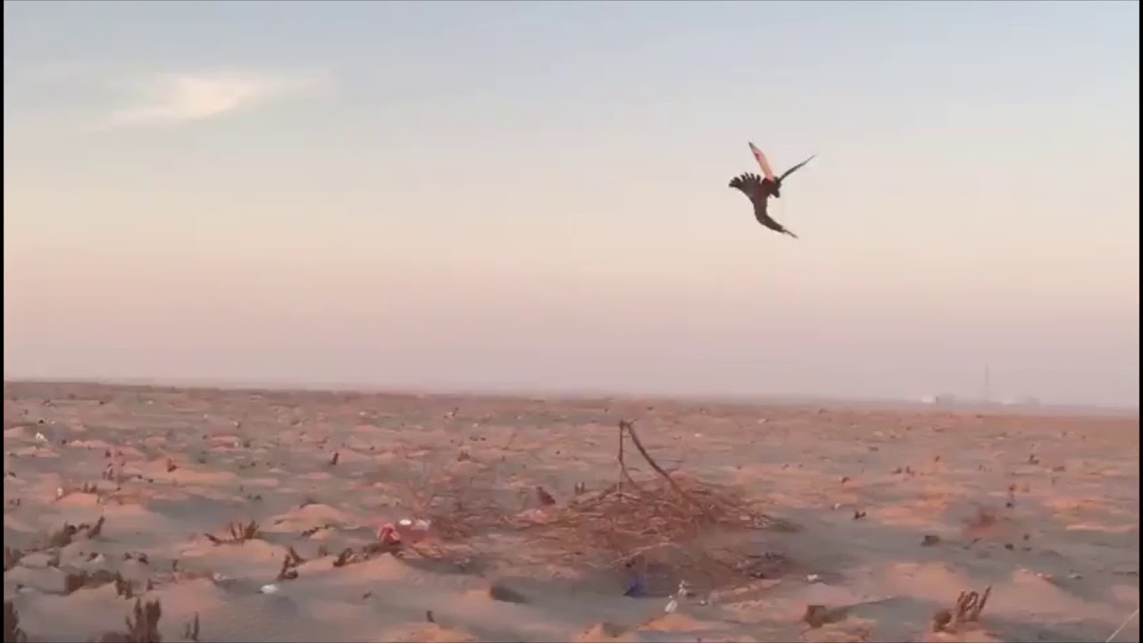 هدد الباز الفرخ  بالكويت 2017 hunting with goshawks in kuwait انستغرام  waleedalhamlan