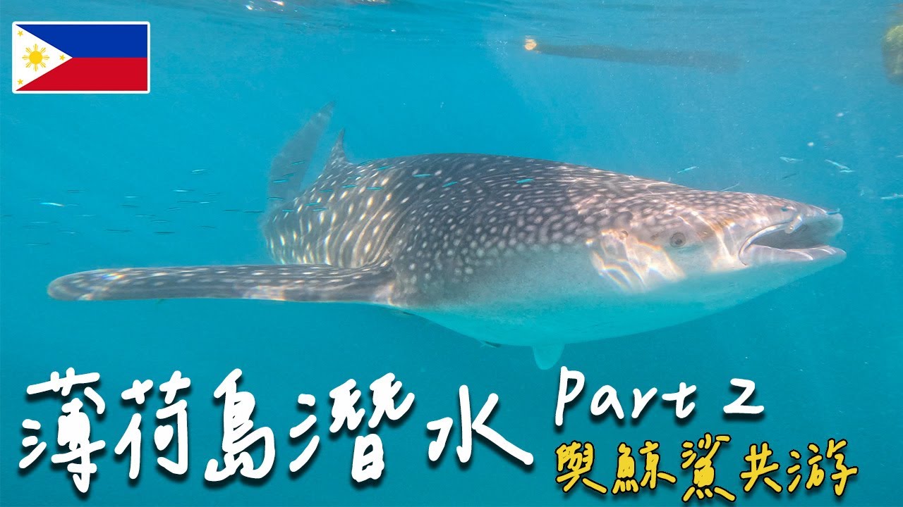 【薄荷島潛水🇵🇭Dive in Bohol 】在薄荷島就可以和『鯨鯊』共游 🌊 一起潛進Alona Beach沈船、Pamilacan魚類保護區 | 潛水Vlog #5