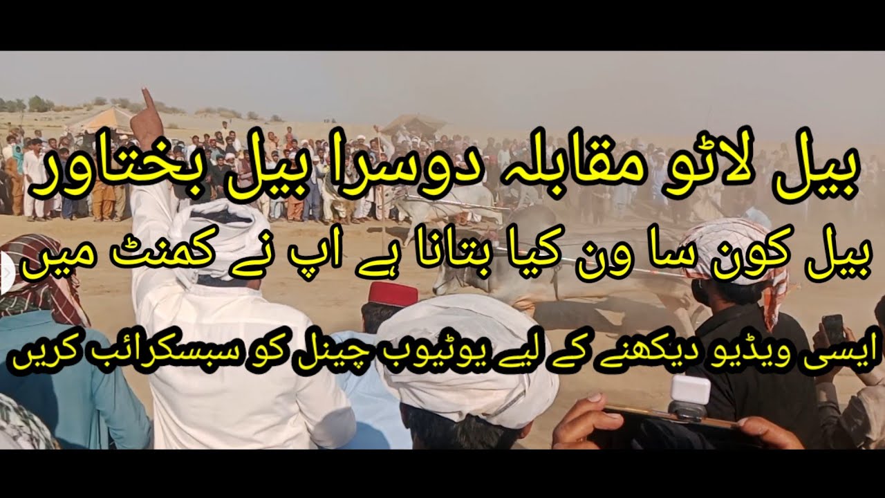 بیل بختاور مقابلہ بیل لاٹو بڑا سخت مقابلہ viral #video for you#2025 4 2