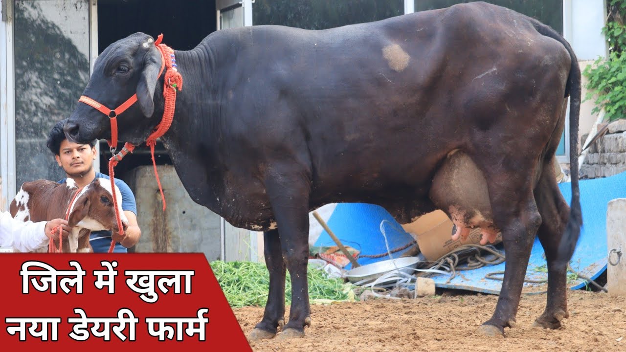 जिले में खुला नया डेरी फार्म, जायज भाव में पांच पशु एक ही जगह || Pardhan Dairy Farm (9728101517)
