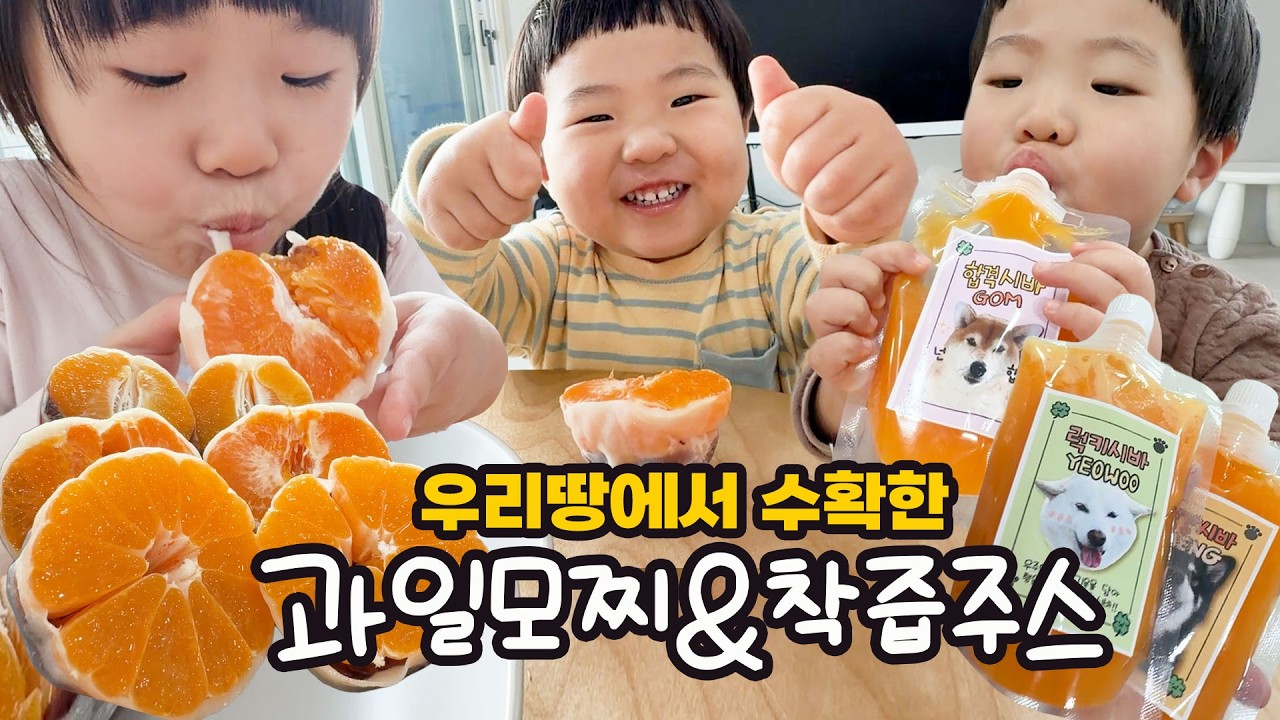 제주살이 본격적으로 과수원 농사 시작했어요/ 드디어 성공한 과일모찌 만들기/ 수확한 한라봉으로 100퍼센트 착즙주스 만들어먹어요/ 동생을 알뜰히 살피는 솜솜이 누나