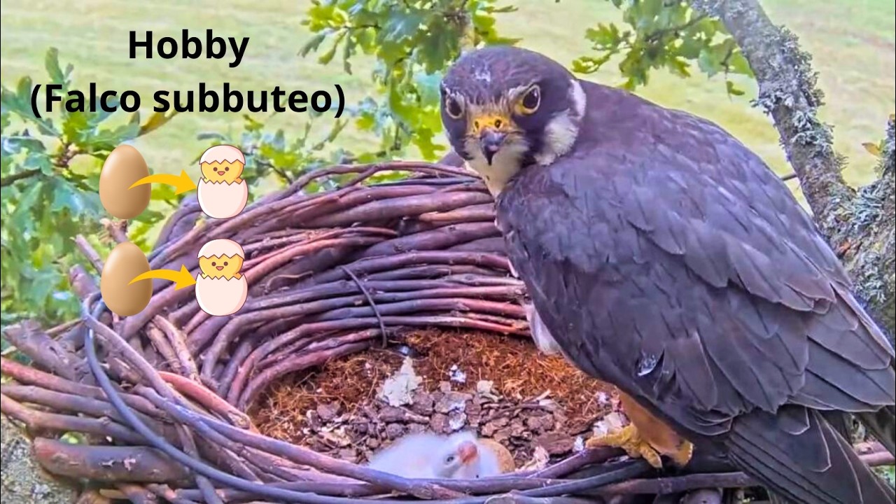 What a Lovely Family of Falcons: The Hobby (Falco subbuteo) 'From Eggs  🥚 To Chicks 🐣🐥'