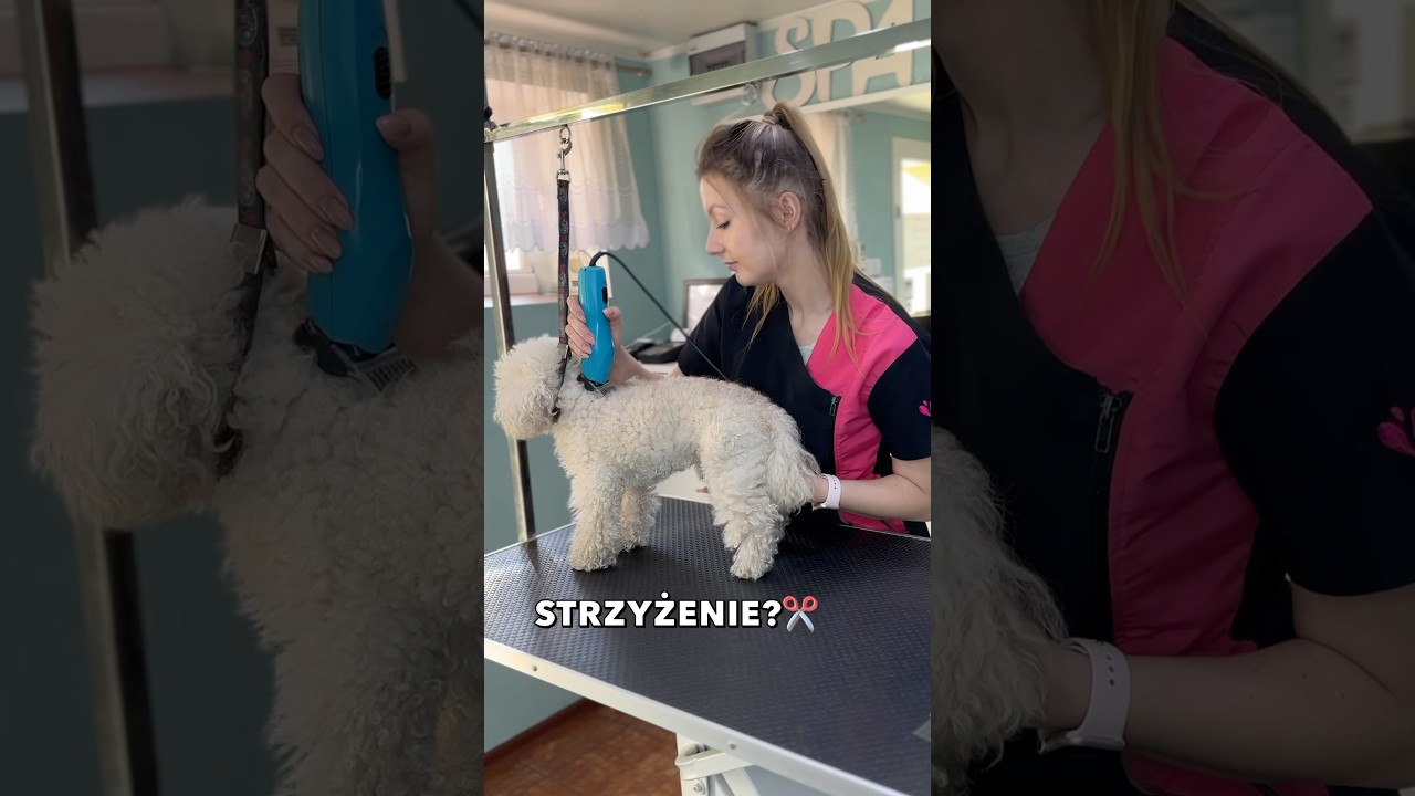 STRZYŻENIE? Tylko po 🛁! #groomer #strzyżeniepsa #dog #petgrooming #pudel #pies #grooming #cutedog