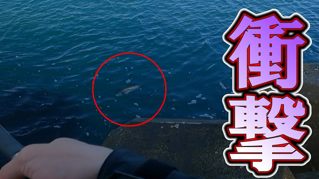 10回通すと8回バイトしてくる高活性シーバスが中々釣れなくて面白すぎた！！（居付きシーバス釣り方）