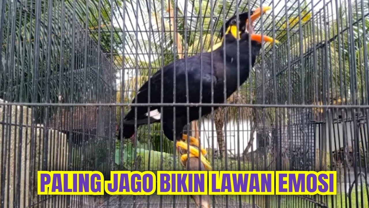 burung Beo gacor, cocok untuk masteran