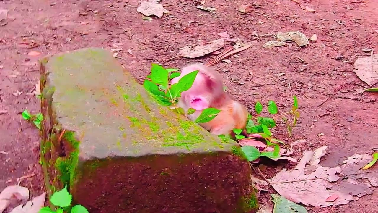 cute baby monkey2023 22