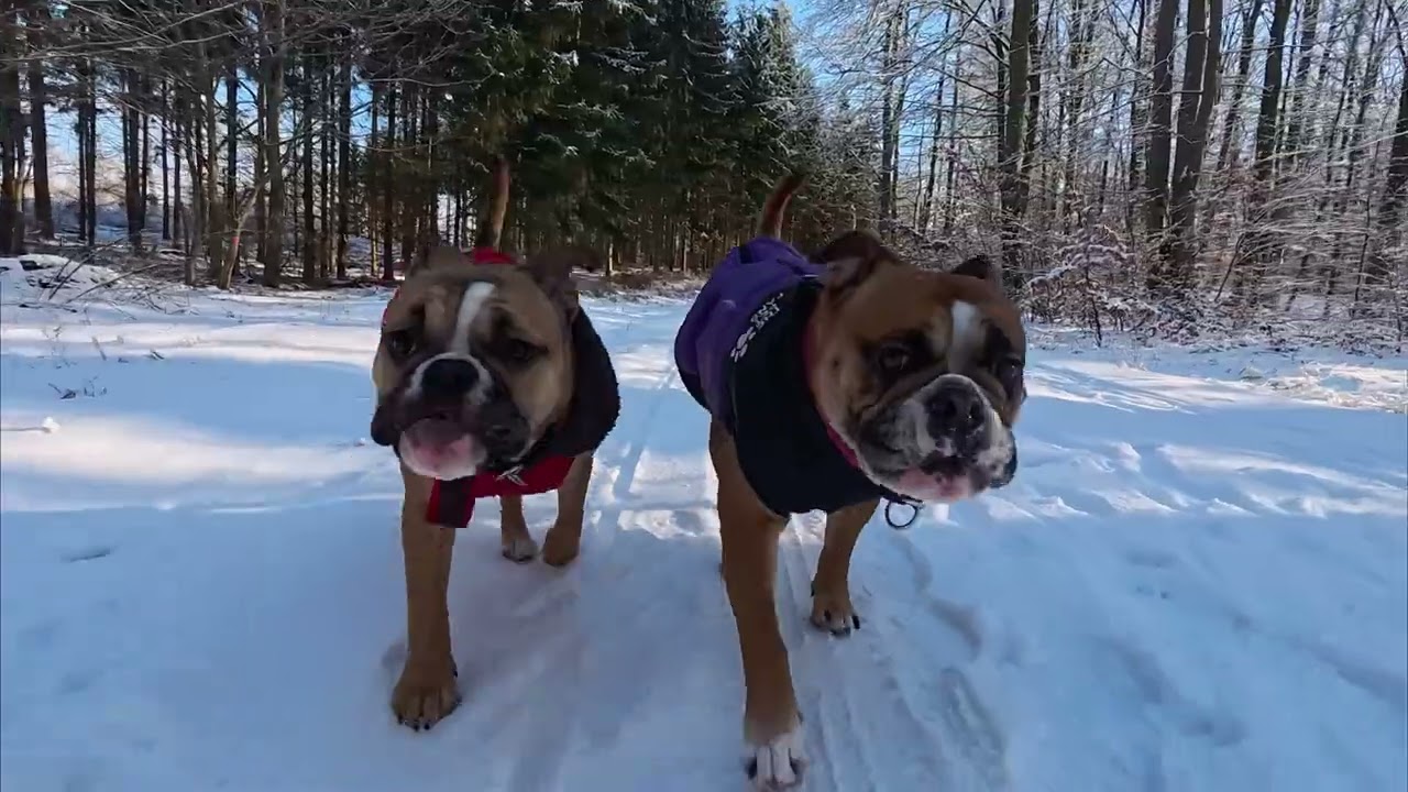Eiskalt Gassi 🥶 Continental Bulldogs of Hitchcocks History 