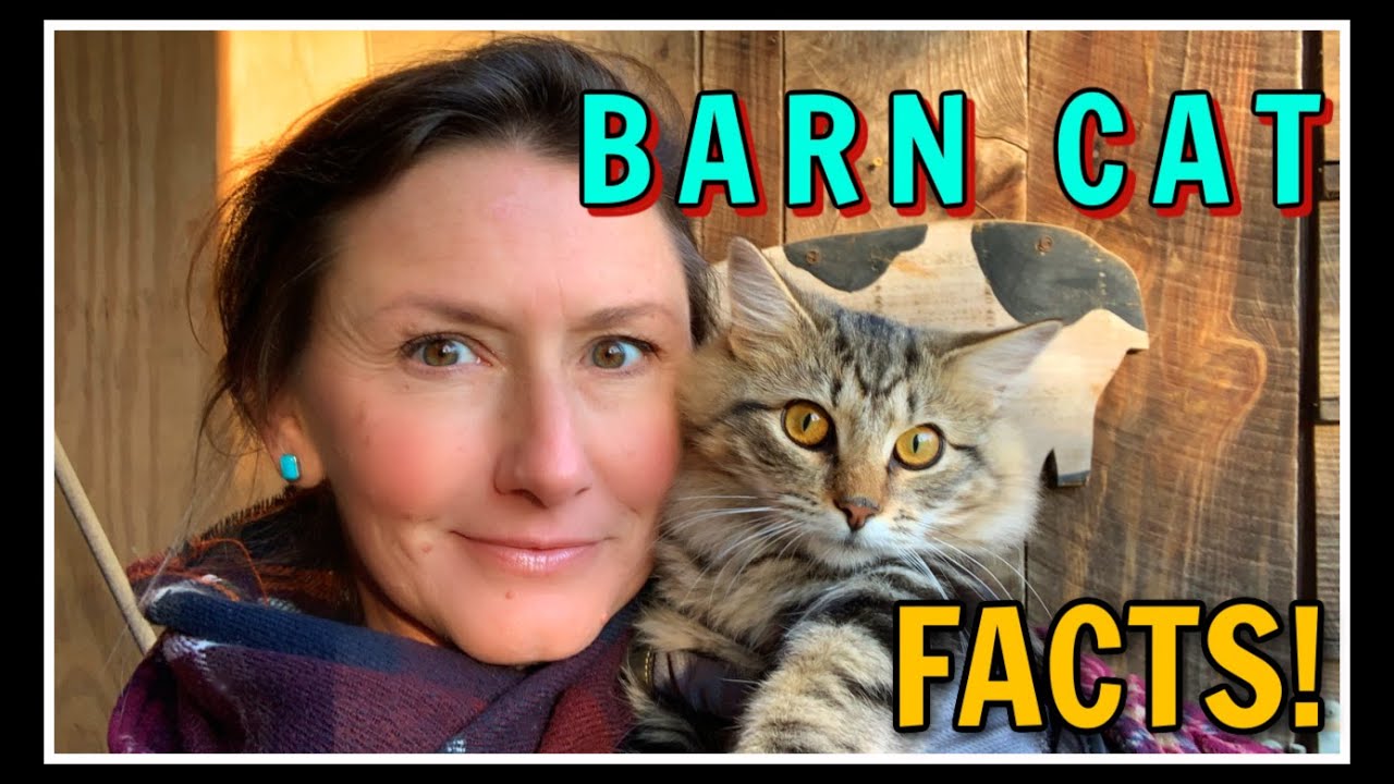 😺 BARN CATS~Facts & Feeding! 😺
