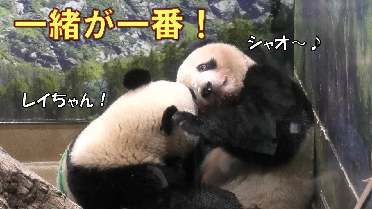 8/1双子パンダ1時間離れただけで寂しい…再会後はじゃれ合って嬉しそうgiantpanda @tokyo 上野動物園