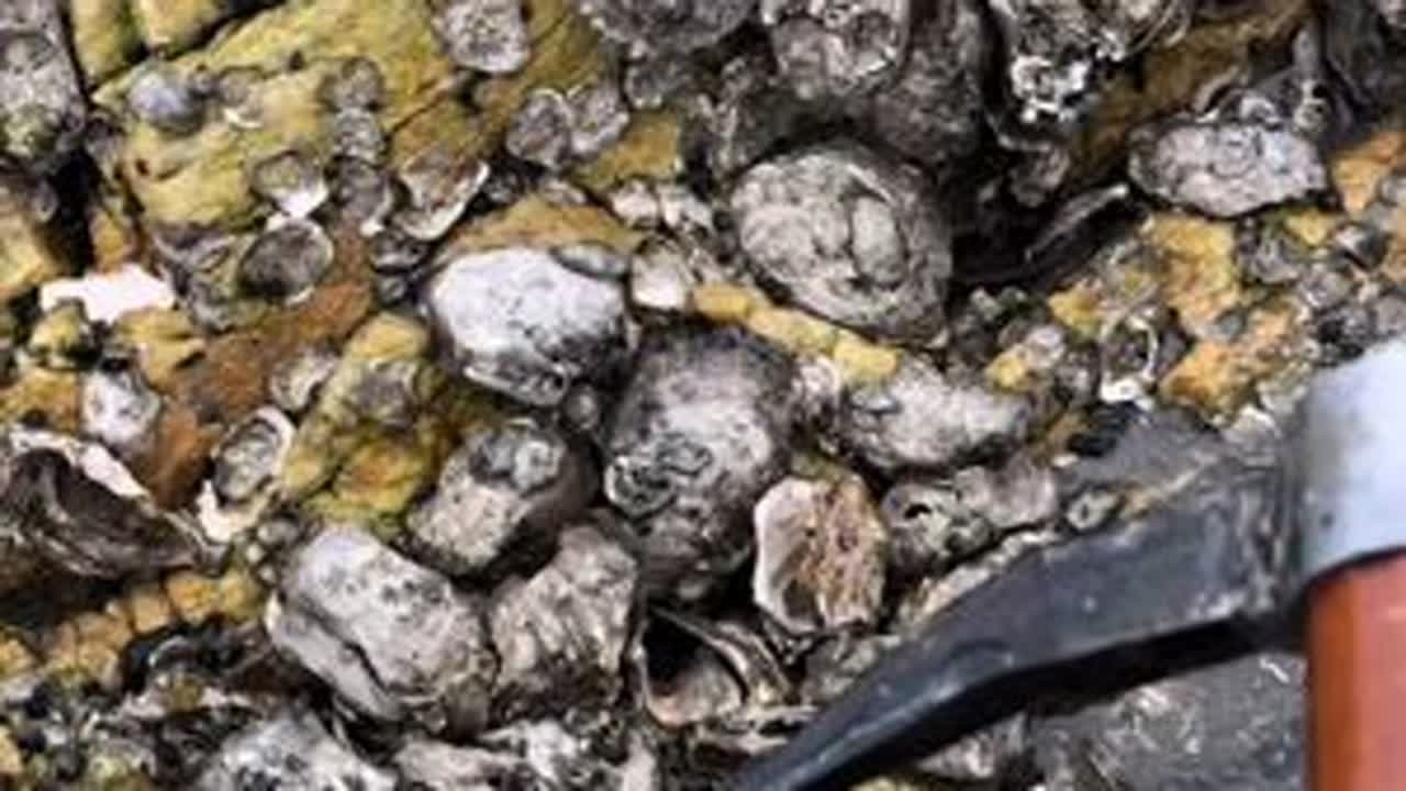 又带大家一起赶海，想一起玩私聊我吧#海蛎子 #赶海