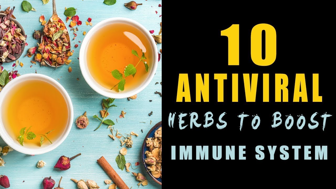 10 Best Antiviral Herbs To Boost Immune System