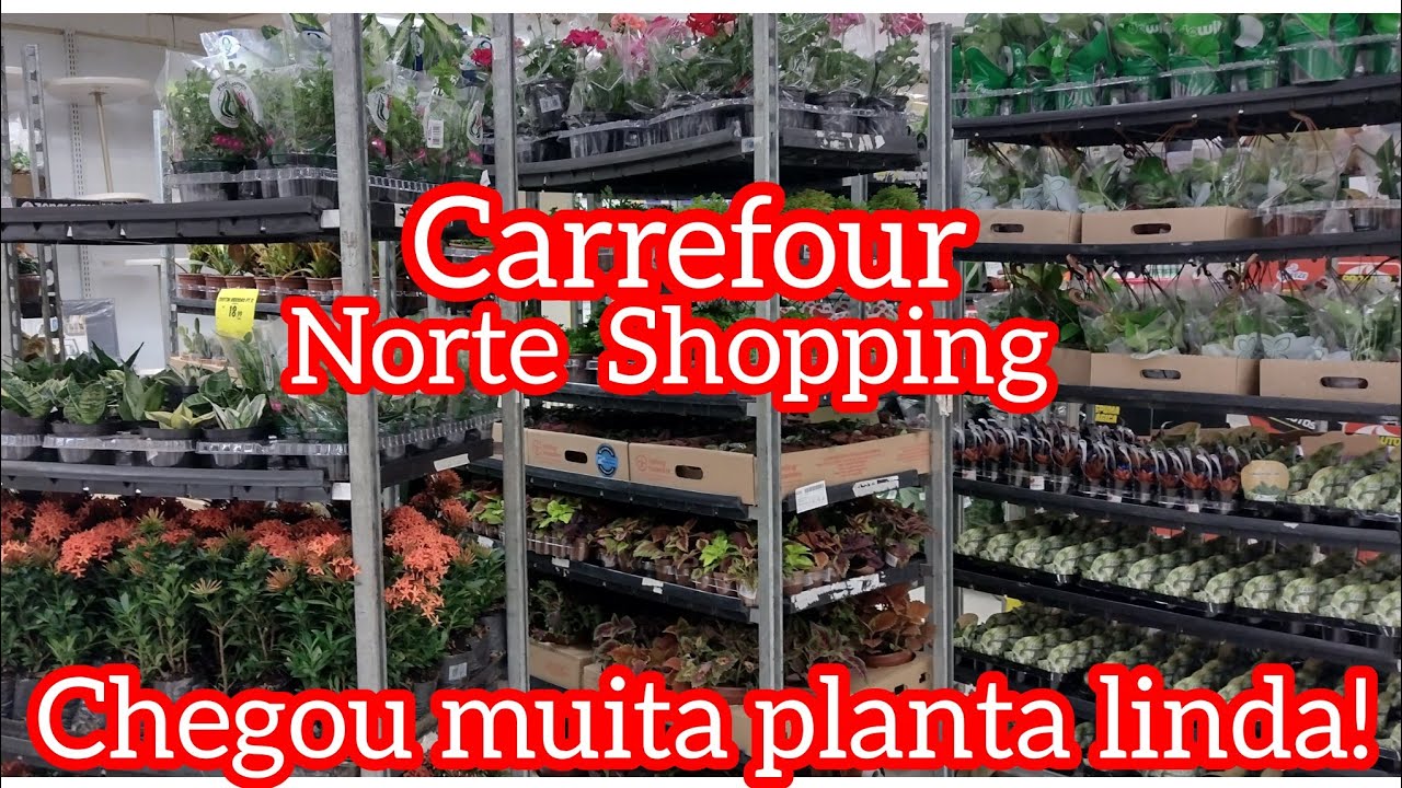 Muitas plantas lindas no Carrefour!#viral #plantas #cactus #suculentas #casa #jardim #flores #amigos