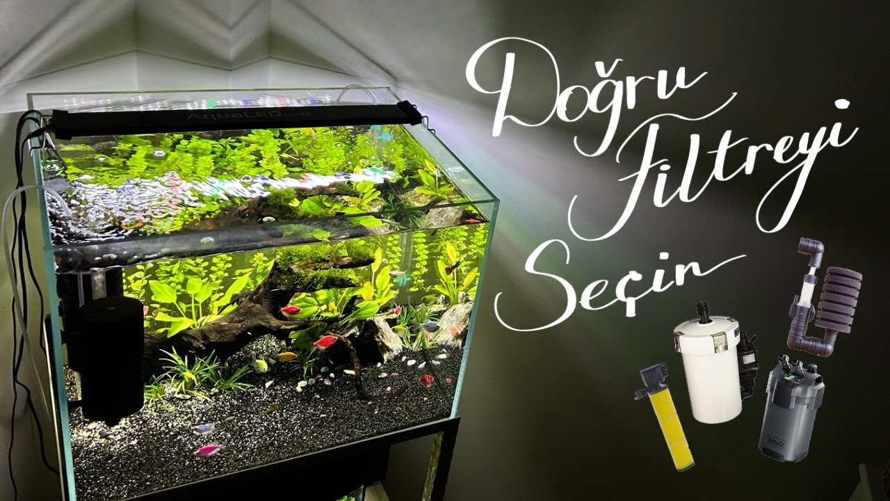 Pipo filtre mi? Dış filtre mi? İç filtre mi? | Akvaryum filtre seçimi