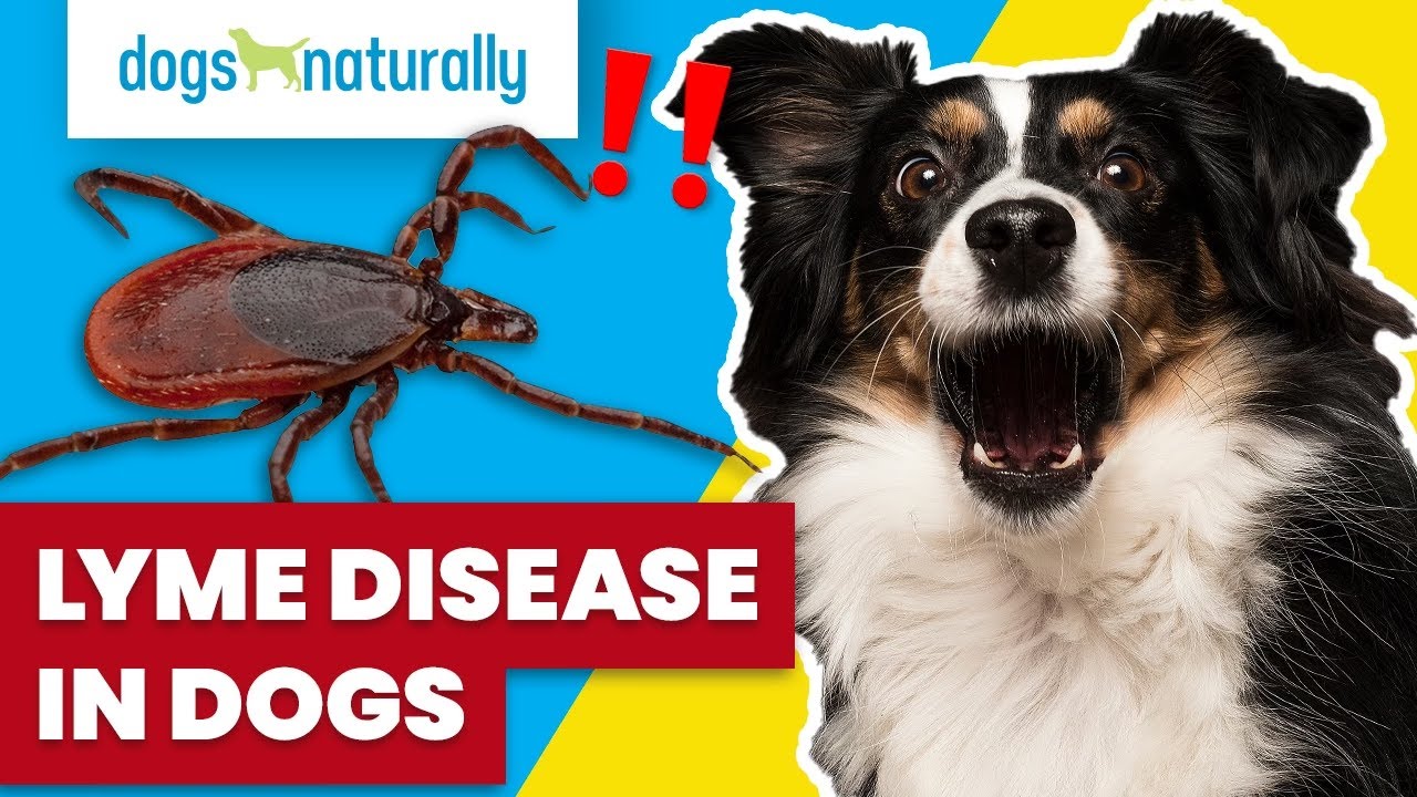 Lyme Disease In Dogs