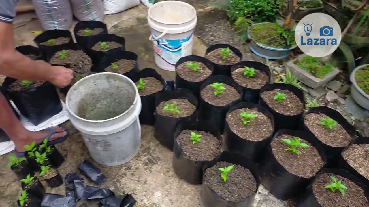 Percobaan Tanam Cabai di Polybag isi 2 Pohon