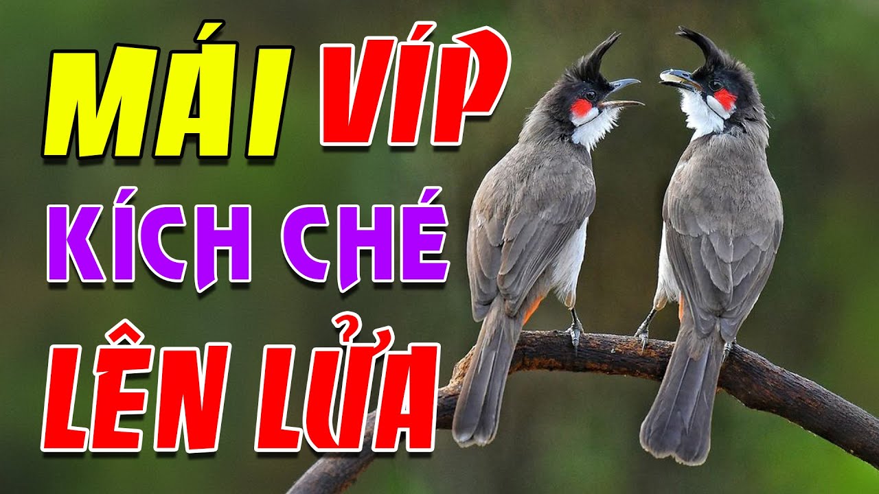 Chào mào mái hót kích trống #chaomaomai
