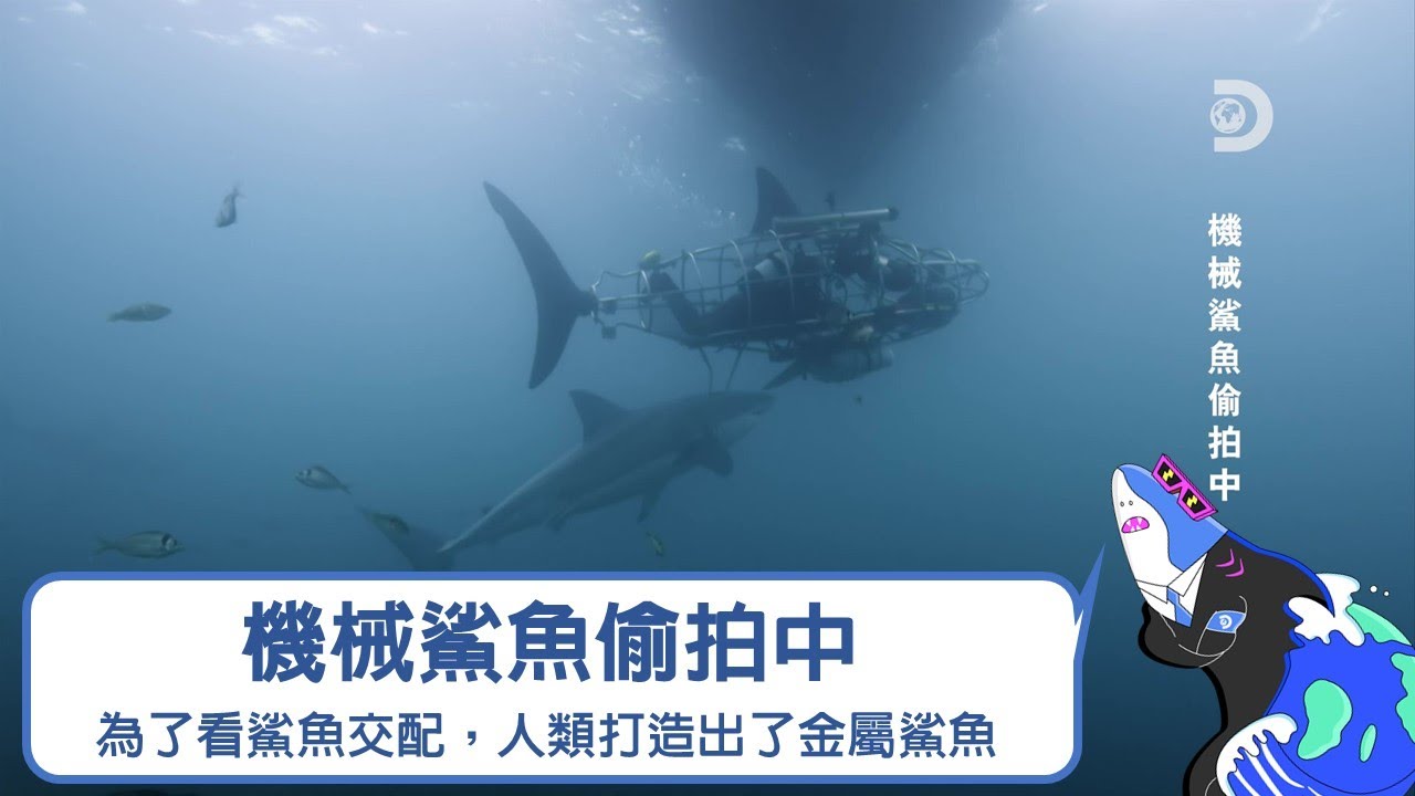 為了看鯊魚交配，科學家打造了一隻機械間諜鯊魚，還讓它學鯊魚的肢體語言......《2021鯊魚週：機械鯊魚偷拍中》