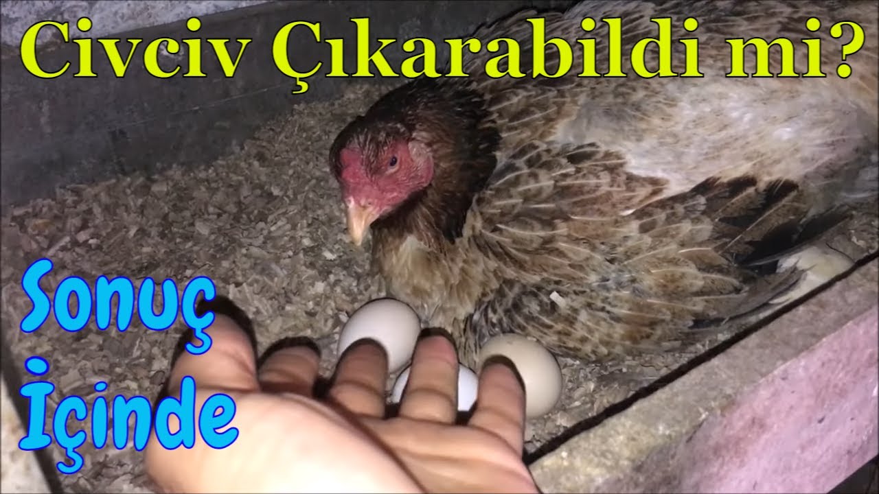 Deli Tavuk Yeniden Gurk Oldu 🥚🐣🐥