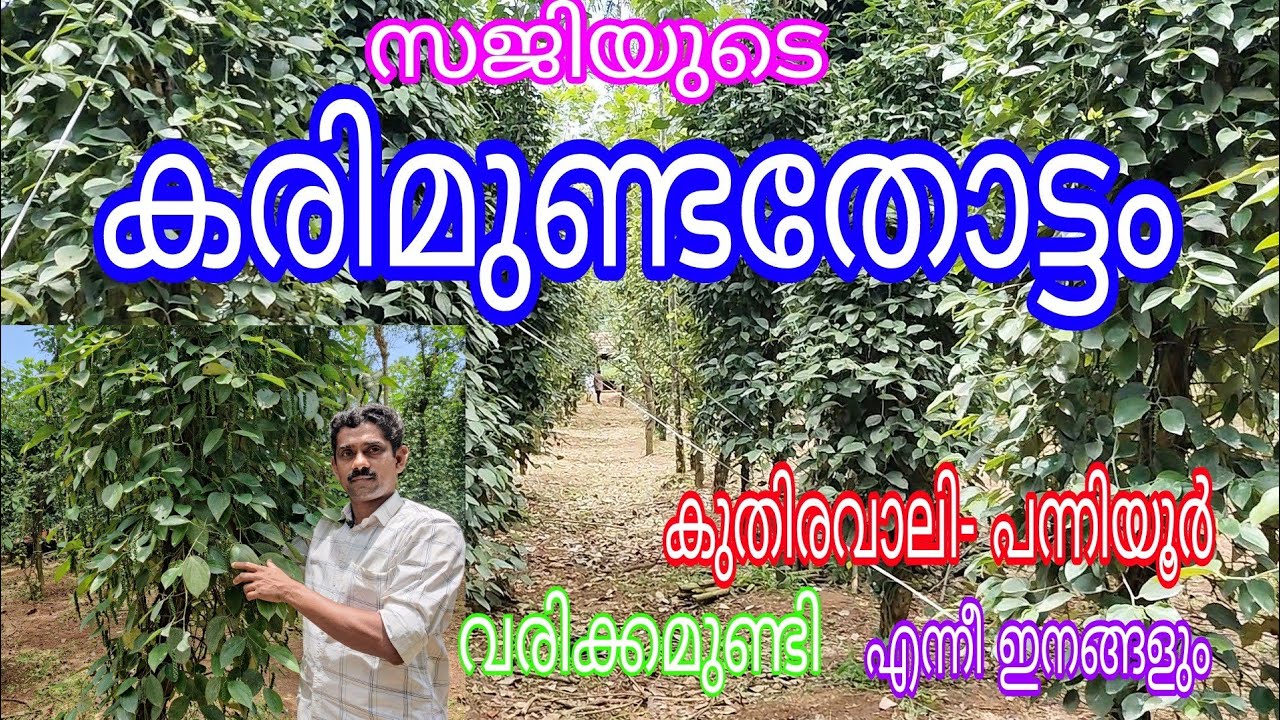 Pepper Karimunda#antony muniyara VIogs