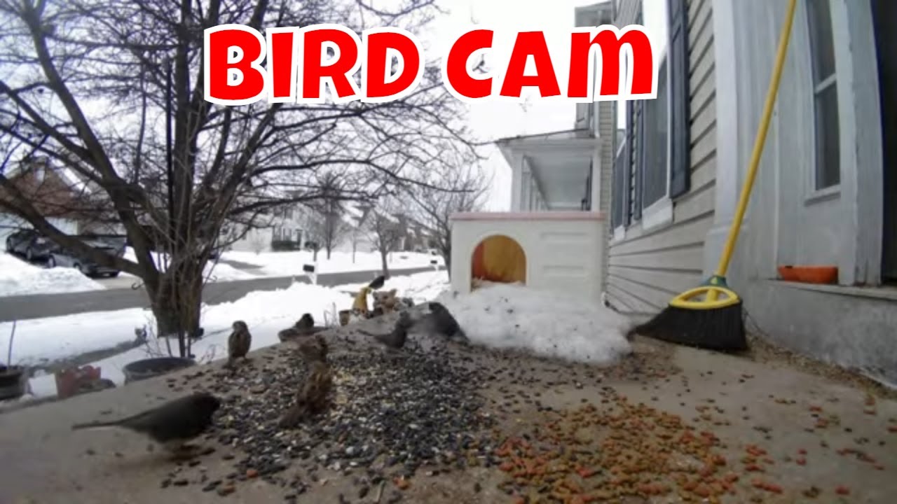 Live Bird Cam Ambience Friday! 🦌😻🦊🦝🐦