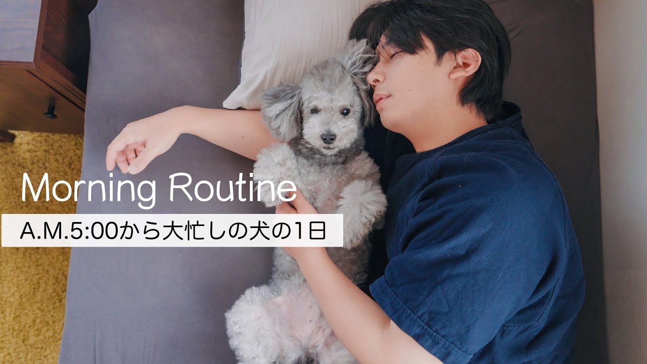 🐶トイプードルグリィ9才のモーニングルーティン🐾いつも元気でいるための朝習慣。