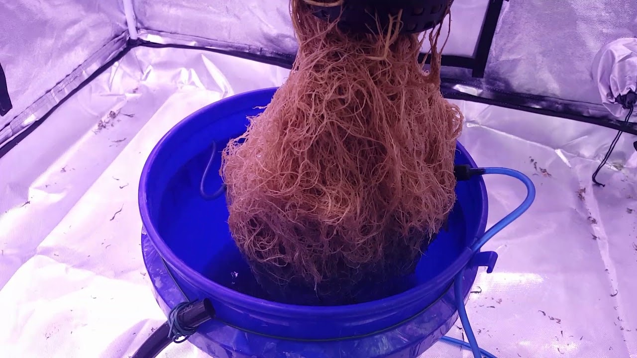 Week 7 flower #remonutrients #tnb_natural