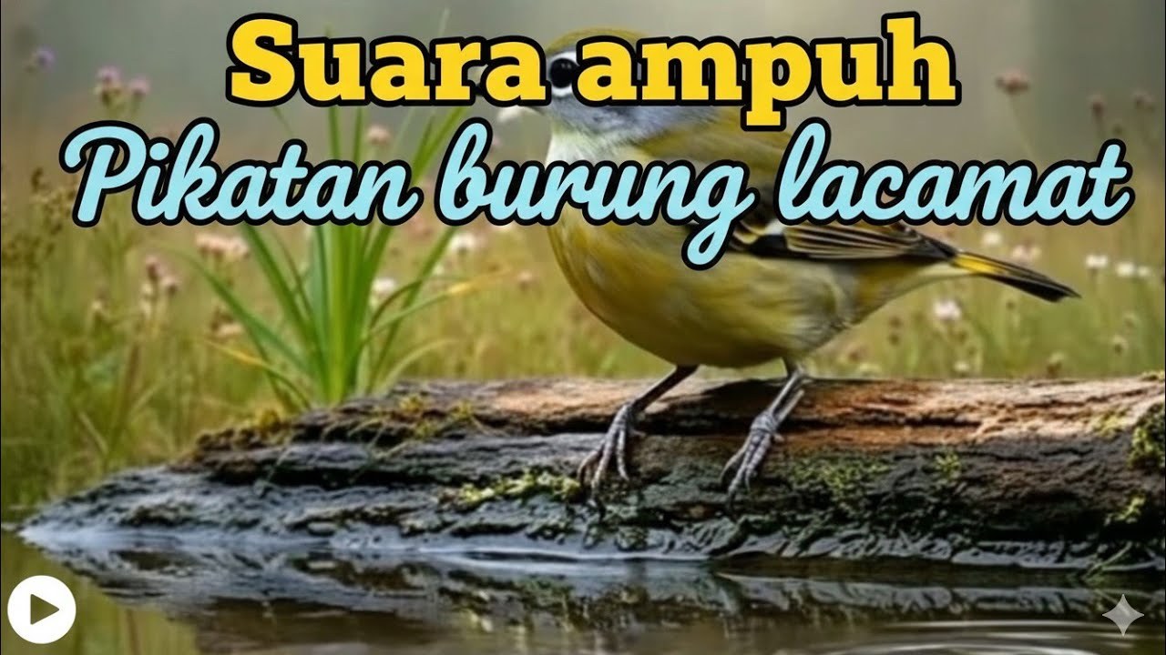 Suara ampuh pikat burung kacamata 