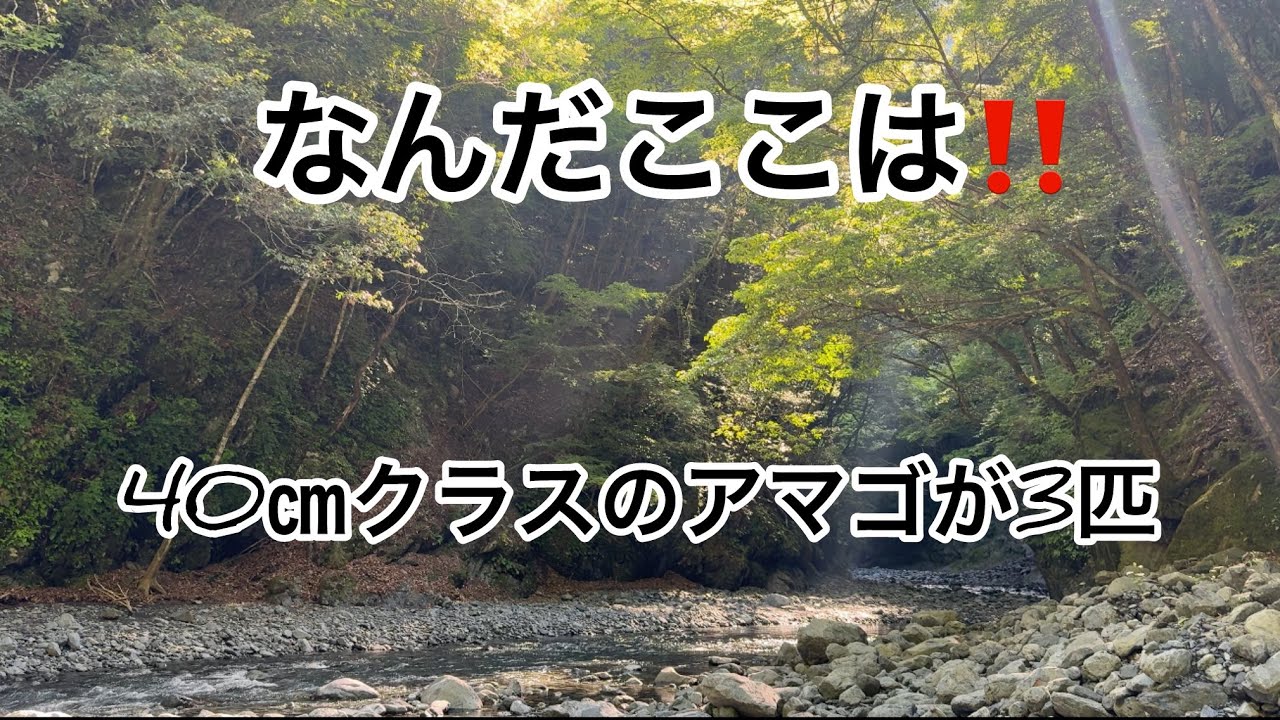 40クラスの大アマゴが3匹いた堰堤の浅瀬‼️