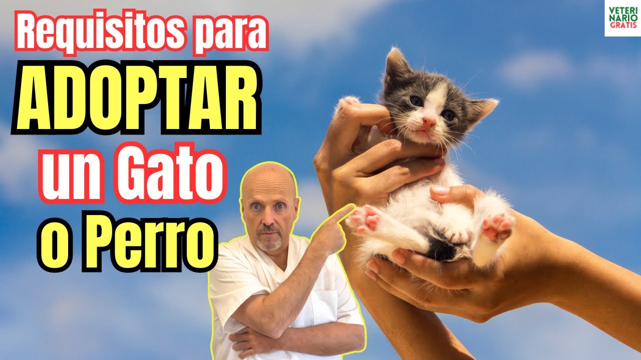 💝 REQUISITOS PARA ADOPTAR UN PERRO O UN GATO 💝