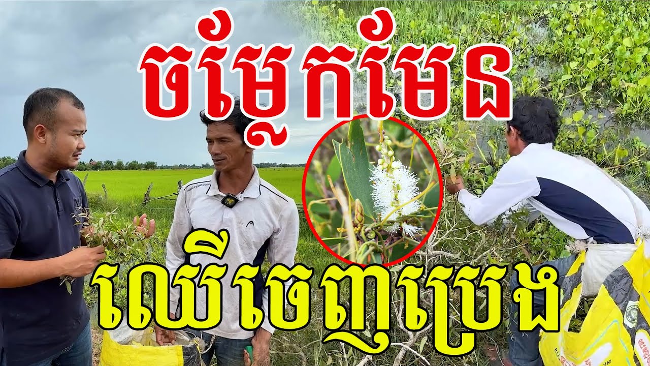 ប្លែកមែន​ភូមិនេះ យកស្លឹកឈេីធ្វេីប្រេង​ ទេីបជួបលេីកទី១
