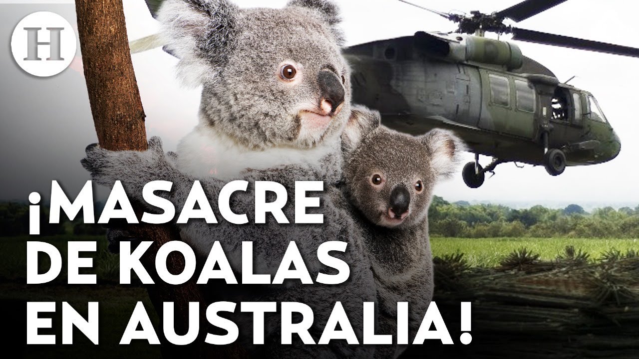 Francotiradores disparan a más de 750 koalas desde helicópteros ¿Por qué Australia los sacrificó?