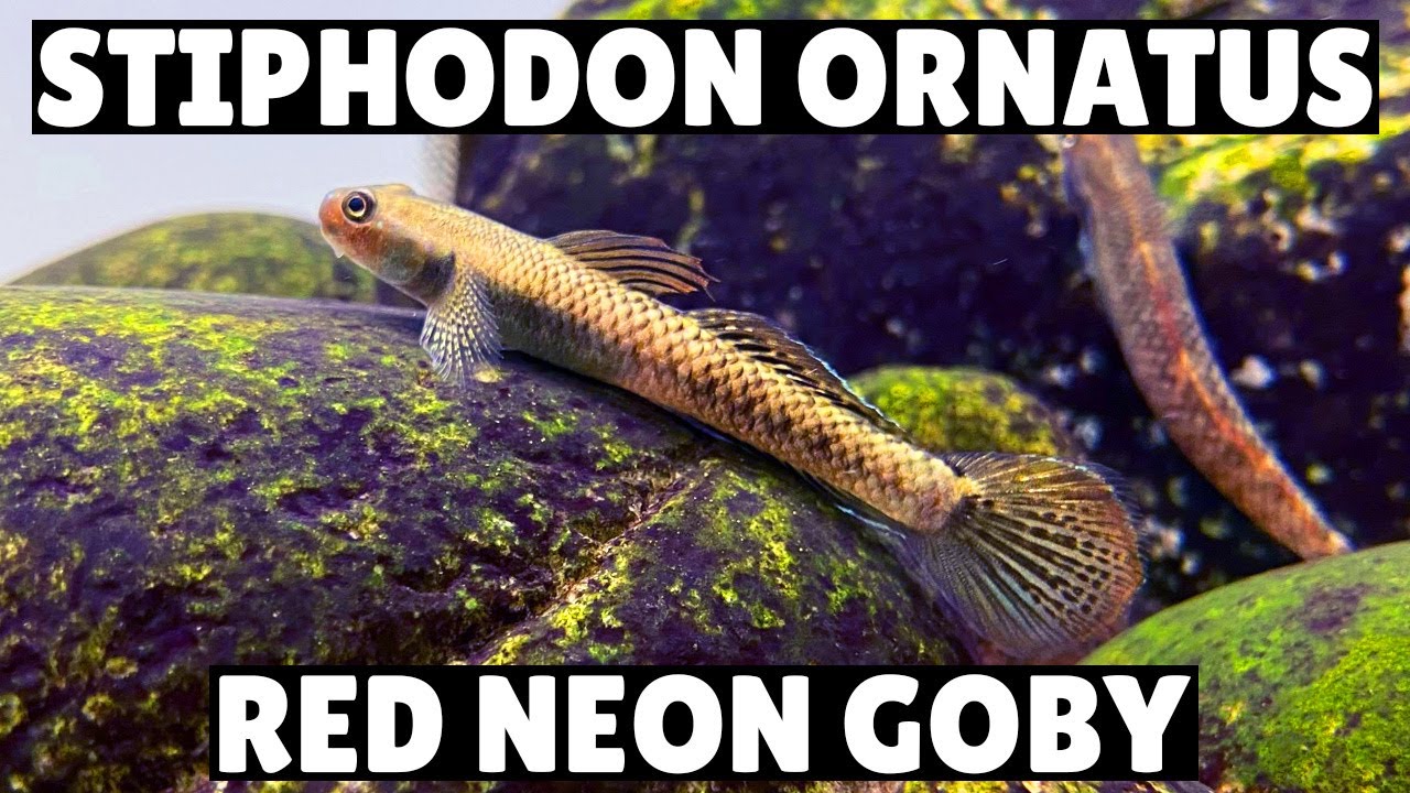*NEW* Stiphodon Ornatus - Red Neon Goby
