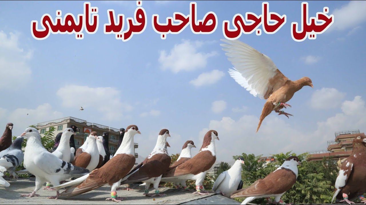 خیل حاجی صاحب فرید!