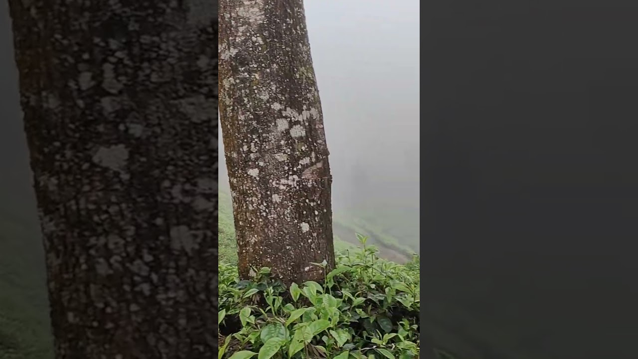 Top Station Munnar  | kodamanju | Tea estates Munnar | Munnar Sightseeing | #munnar #munnarkerala