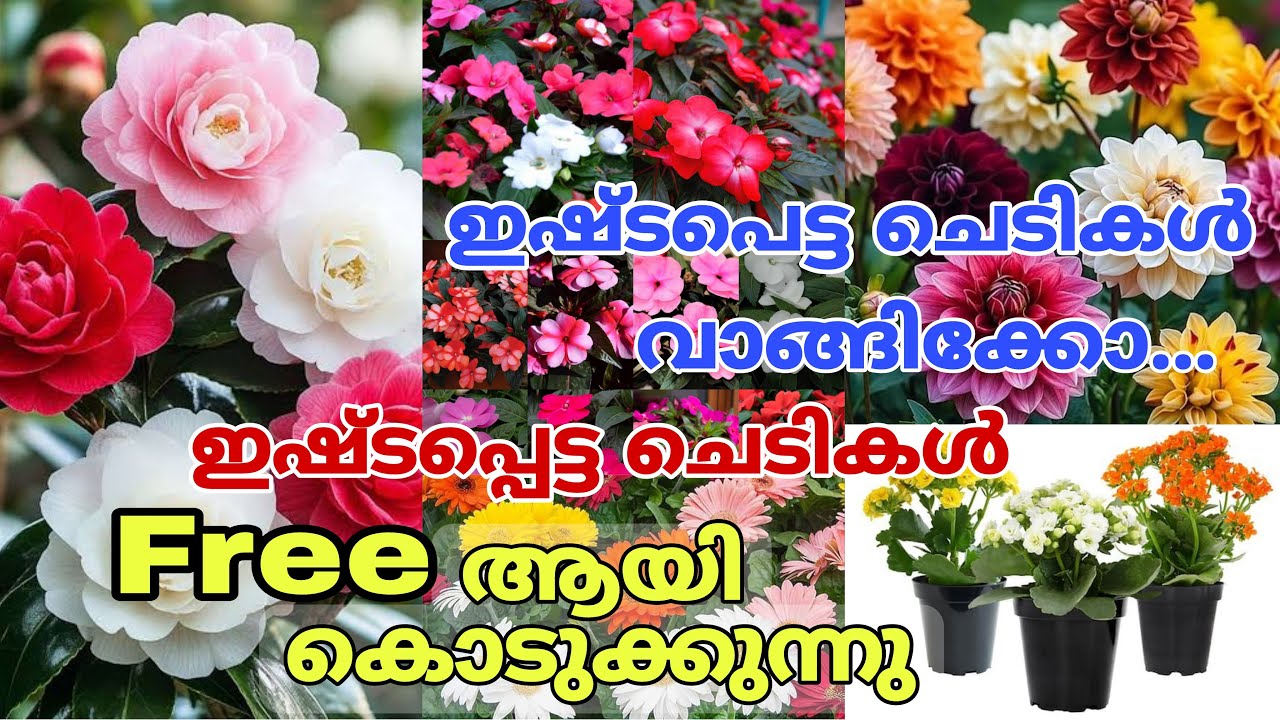 ഇഷ്ട്ടമുള്ള ചെടികൾ വാങ്ങിക്കോ.. ഒരു സെറ്റ് ചെടി ഫ്രീ..#reels #gardening #garden 