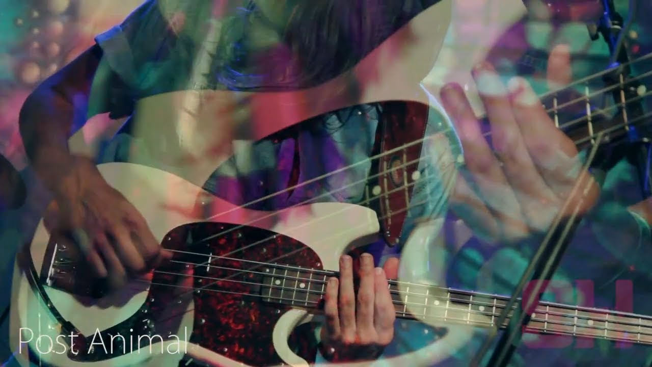 Post Animal - Swamp Fruit (LIVE at Constellation Room)