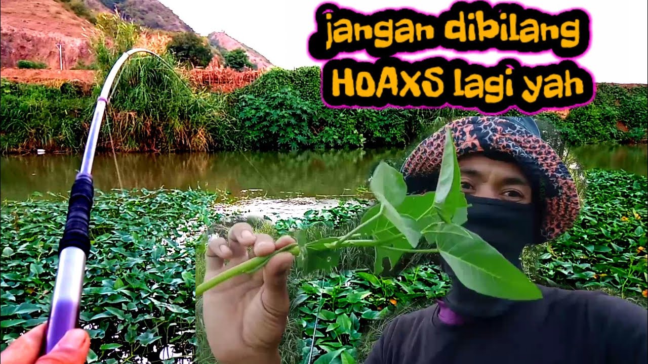 KELARIFIKASI..Umpan daun kangkung yang di bilang HOAXS