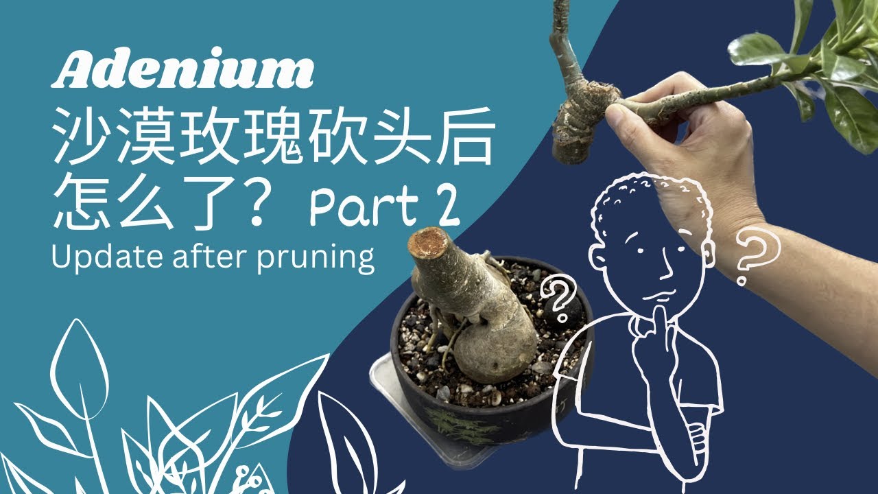 沙漠玫瑰砍头之后怎么了？Update on Adenium after pruning #adenium #desertrose #沙漠玫瑰 #plants #bunga