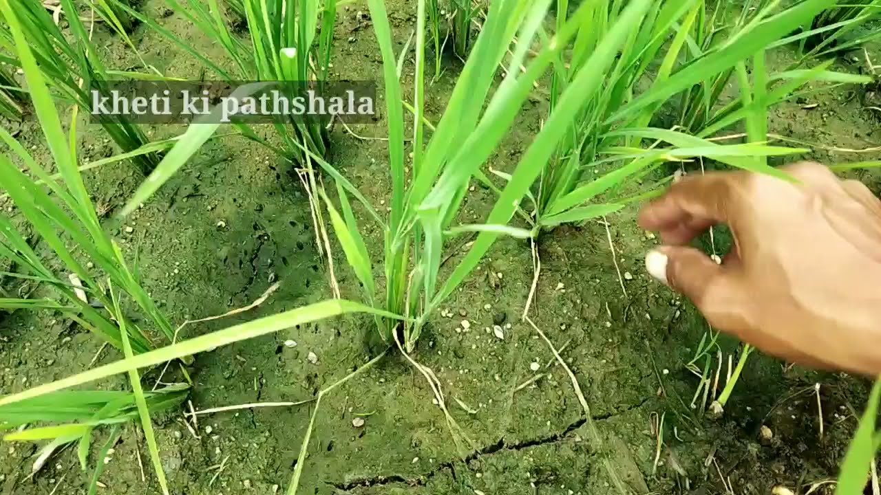 Paddy में जबरदस्त उत्पादन का राज।धान किस अवस्था में कितना पानी।