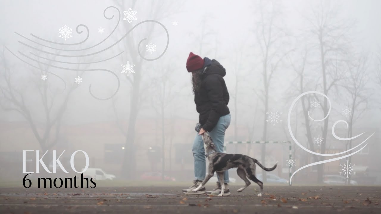 Ekko border whippet - 6 months