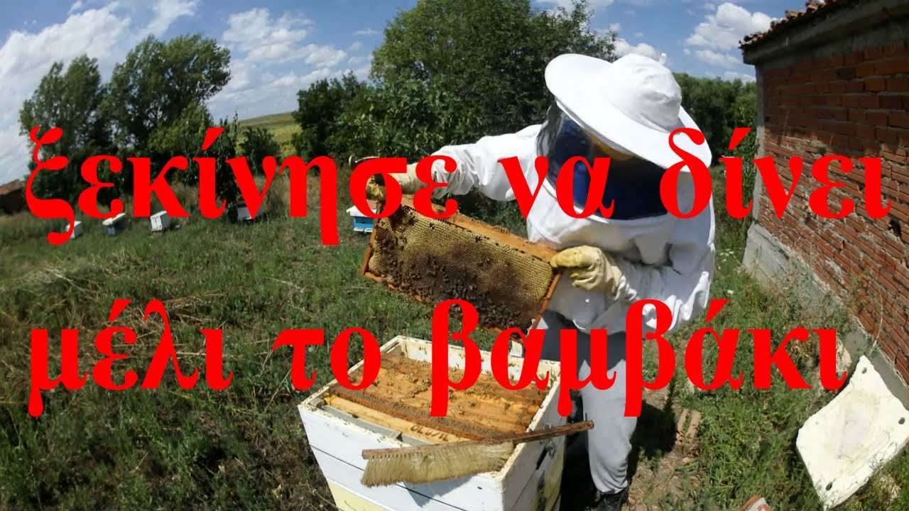 ξεκίνησε να δίνει μέλι το βαμβάκι