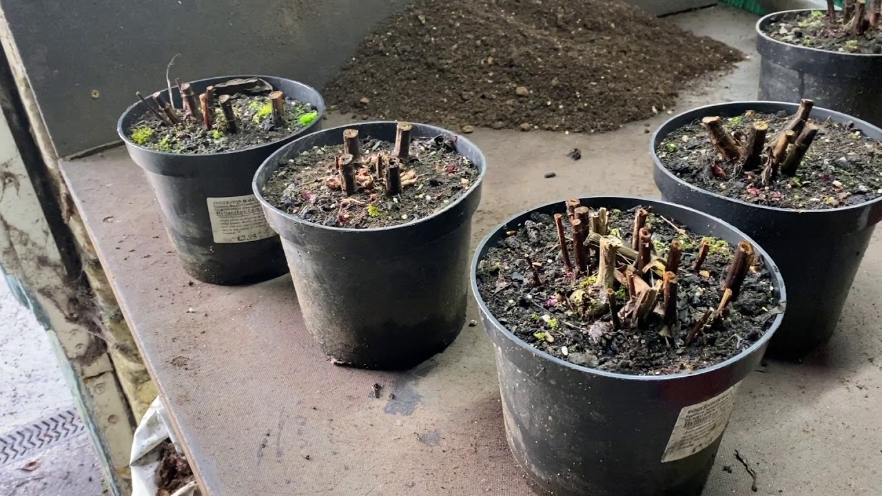 HOW TO RUN A NURSERY...WEEK 3/52