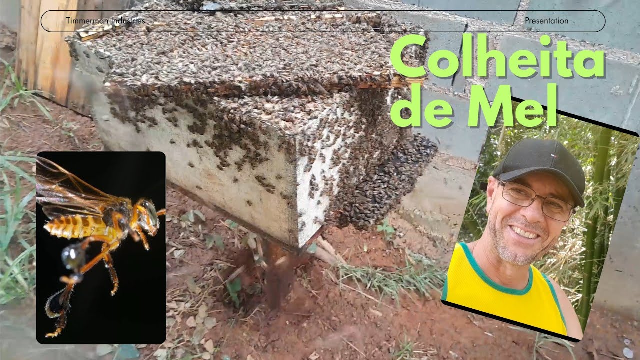  🐝 🐝 Colheita de Mel e Abelhas Apis muito Bravas#Granha# Jatai#Manduri#trans