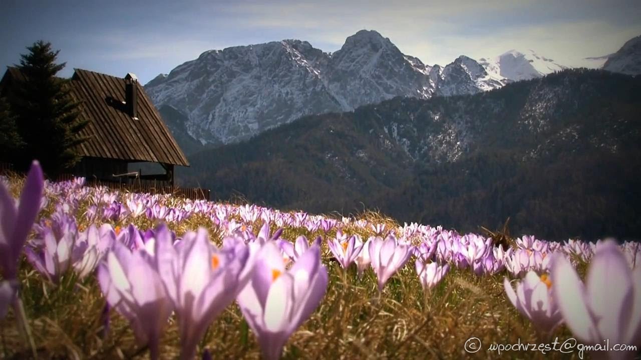 21-03-2014 krokusy