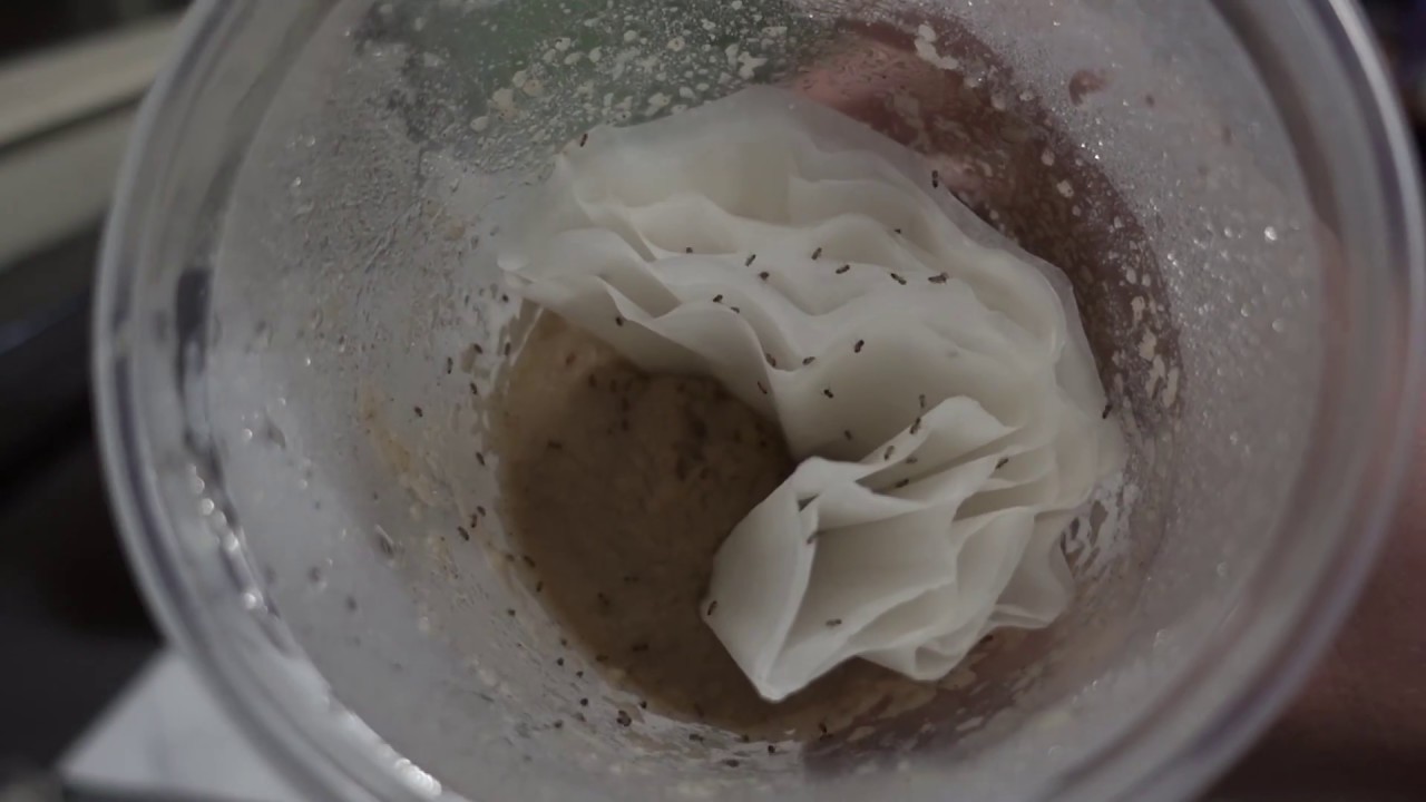 How to Breed Fruit Flies