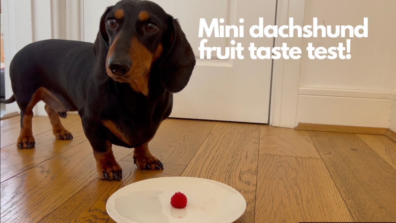 Mini dachshund tries fruit!