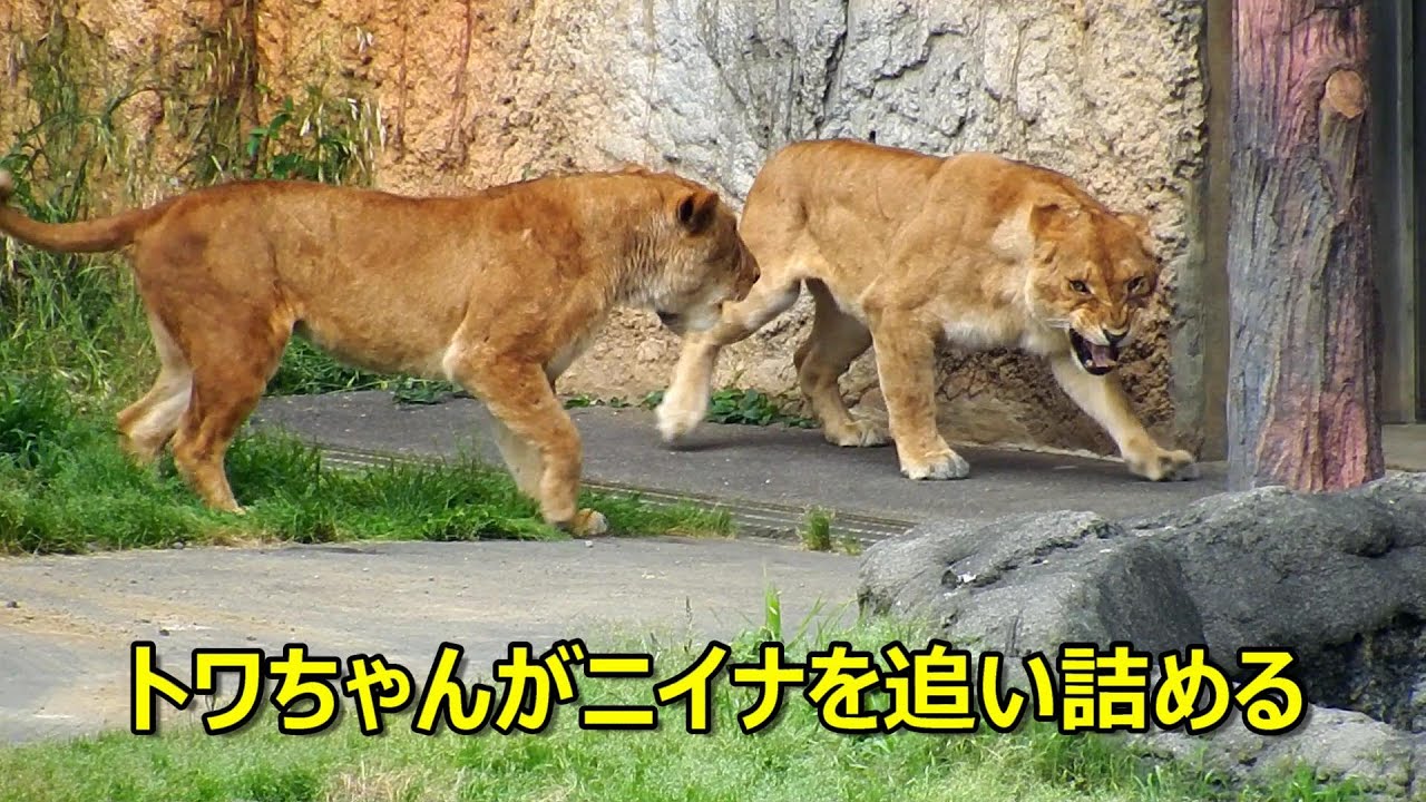 トワちゃんがニイナを追い詰める　Lion (ライオン)　多摩動物公園