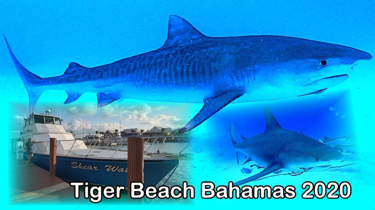 Tiger Beach Bahamas 2020, Bimini, Expedice Jim Abernethy's Scuba Adventures